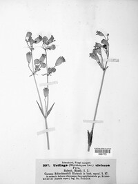 Microbotryum violaceum image